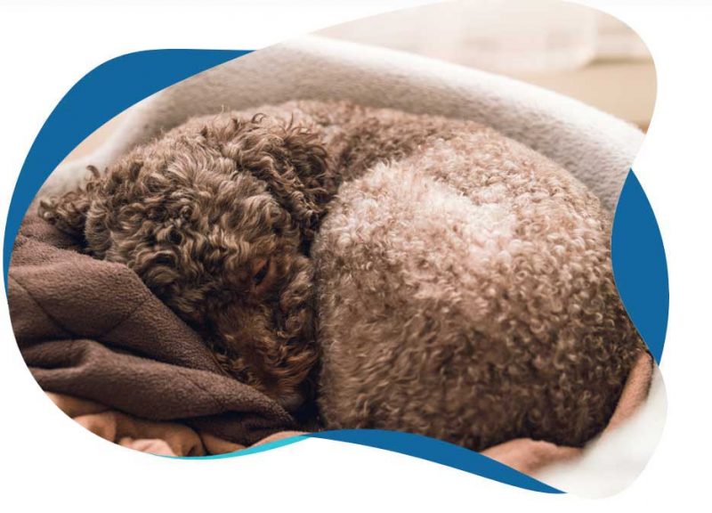 Pet Cleaning Services Dog Beds, Dog Blankets, Leads, Collars